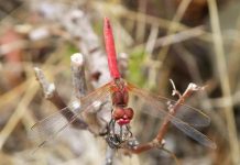 La disputa nel Mar Cinese Meridionale