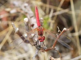 La disputa nel Mar Cinese Meridionale