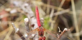 La disputa nel Mar Cinese Meridionale