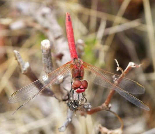 La disputa nel Mar Cinese Meridionale